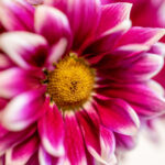 2014146期双色球开奖结果查询与中奖号码公布 n1na67ya5